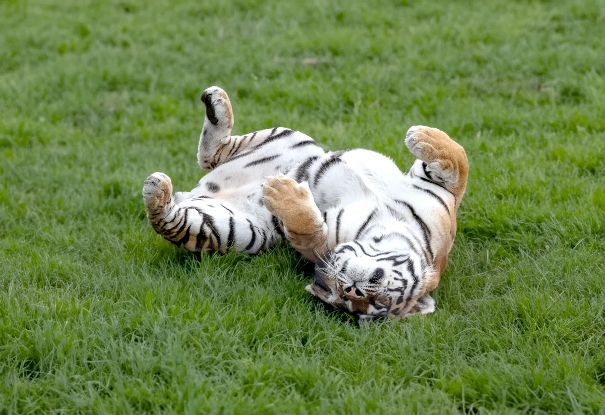 Ein Amur-Tiger wälzt sich genüsslich auf dem Rücken im Gras. Ein Tiger wälzt sich wohlig im Gras.